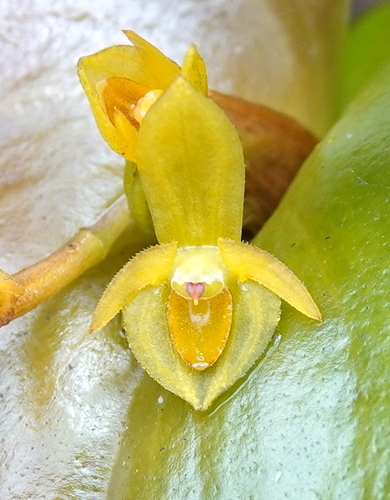 Monocardia Orchid
