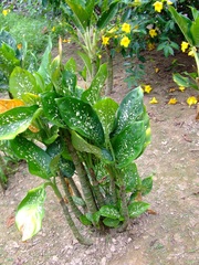 Dieffenbachia costata