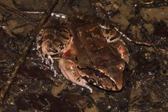Leptodactylus knudseni