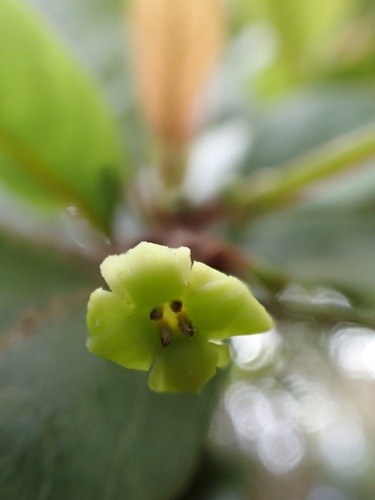 Bobea brevipes