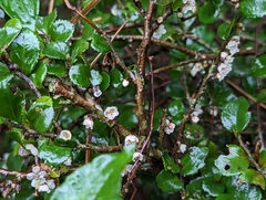 Eurya crenatifolia