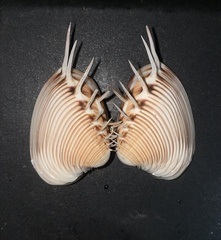 Hysteroconcha lupanaria