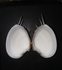 Hysteroconcha lupanaria