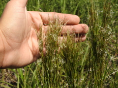 Schizachyrium microstachyum