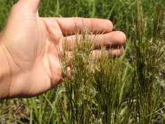 Schizachyrium microstachyum