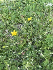 Ranunculus fascicularis