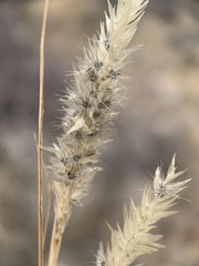 Enneapogon desvauxii