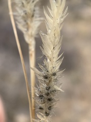 Enneapogon desvauxii