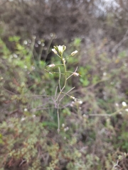 Mostacillastrum gracile