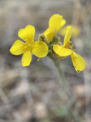 Physaria gordonii