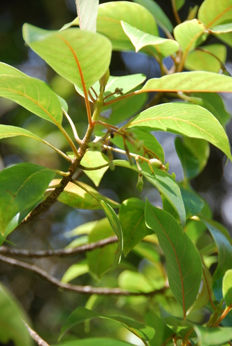 Bobea brevipes