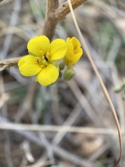 Physaria gordonii
