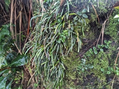 Haplopteris anguste-elongata