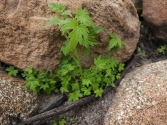 Bowlesia sodiroana