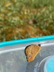 Heteronympha