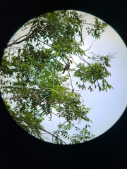 Pycnonotus zeylanicus