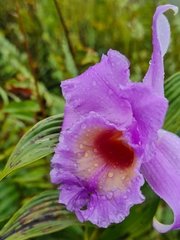 Sobralia warszewiczii