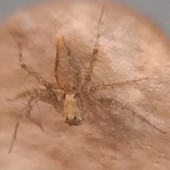 Oxyopes acleistus