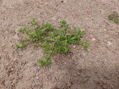 Lepidium strictum