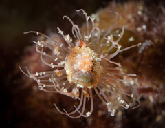 Ralpharia
