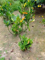 Dieffenbachia costata