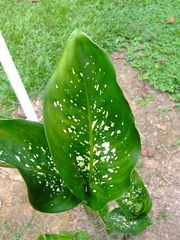 Dieffenbachia costata