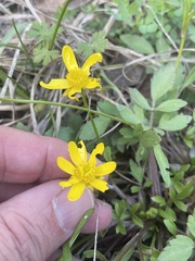 Ranunculus fascicularis