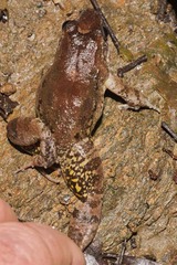 Leptodactylus fremitus