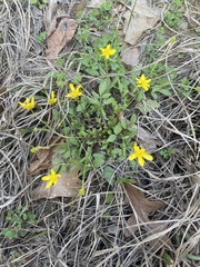 Ranunculus fascicularis