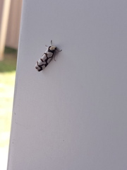 Scaptesyle dichotoma