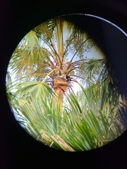 Gracula religiosa