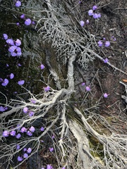 Utricularia dichotoma