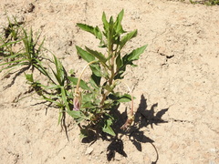 Oenothera centaurifolia