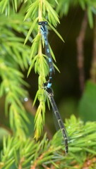 Enallagma carunculatum