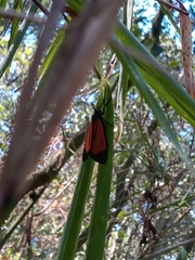 Paratype univitta