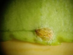 Diaphorina citri