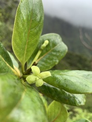 Bobea elatior