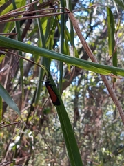 Paratype univitta