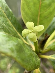 Bobea elatior