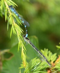 Enallagma carunculatum