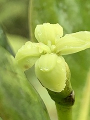 Bobea elatior