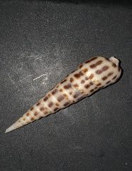 Terebra