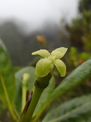 Bobea elatior