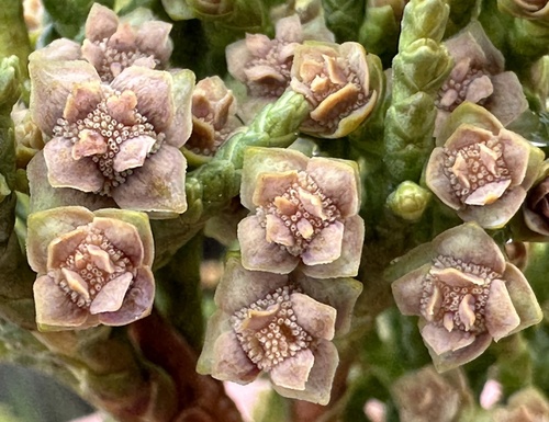 Hesperocyparis macrocarpa