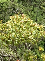 Bobea elatior