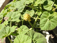 Ibicella lutea
