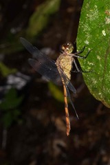 Erythemis
