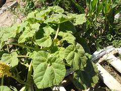 Ibicella lutea