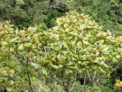 Bobea elatior