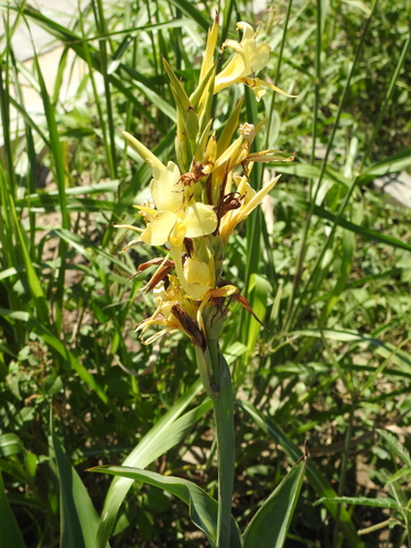 Canna glauca